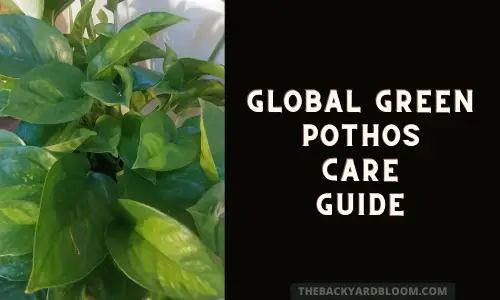 Global Green Pothos Care Guide