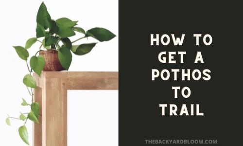 How to get a Pothos to Trail
