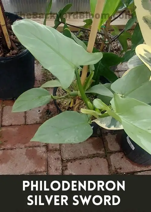 A Philodendron Silver Sword Plant