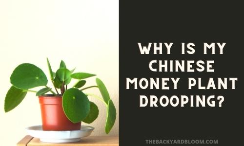 Why is my Chinese Money Plant Drooping?