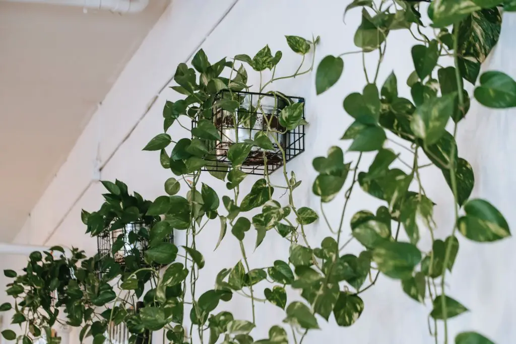 Golden Pothos Plants trailing from baskets on the wall.