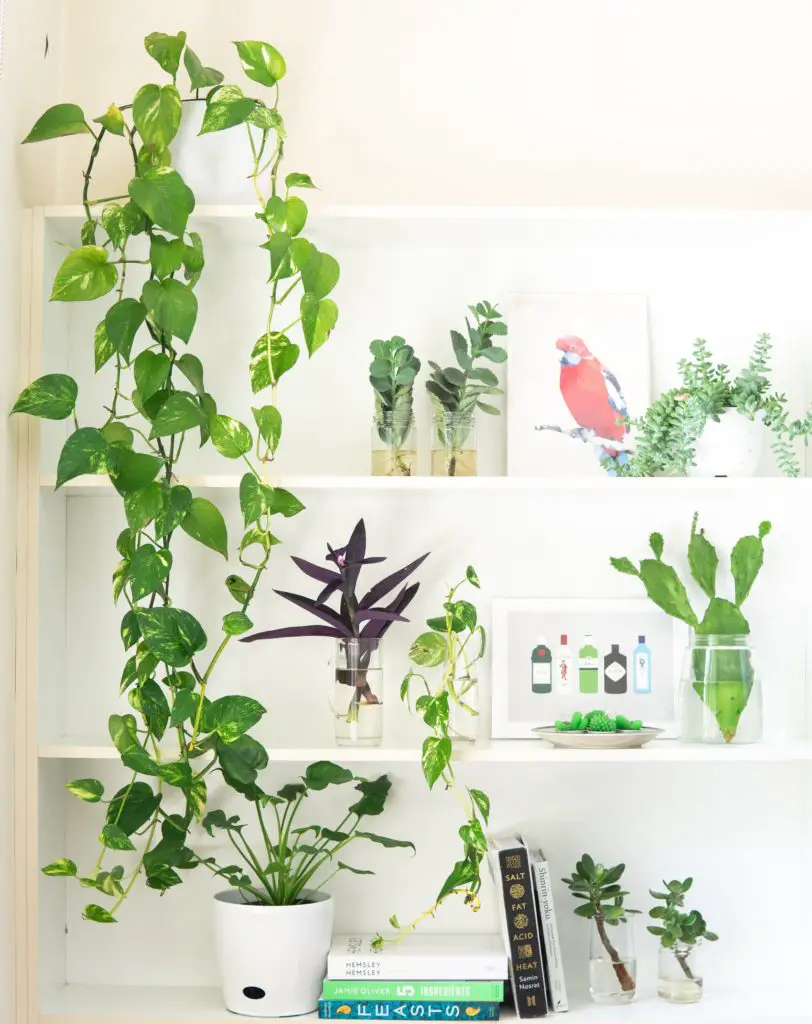 Golden Pothos trailing from the top of a bookshelf.