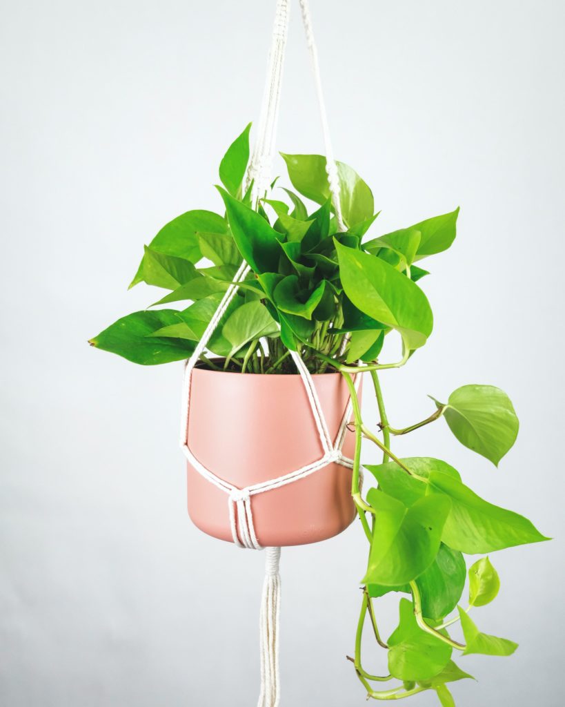 Pothos plant trailing from hanging pot.