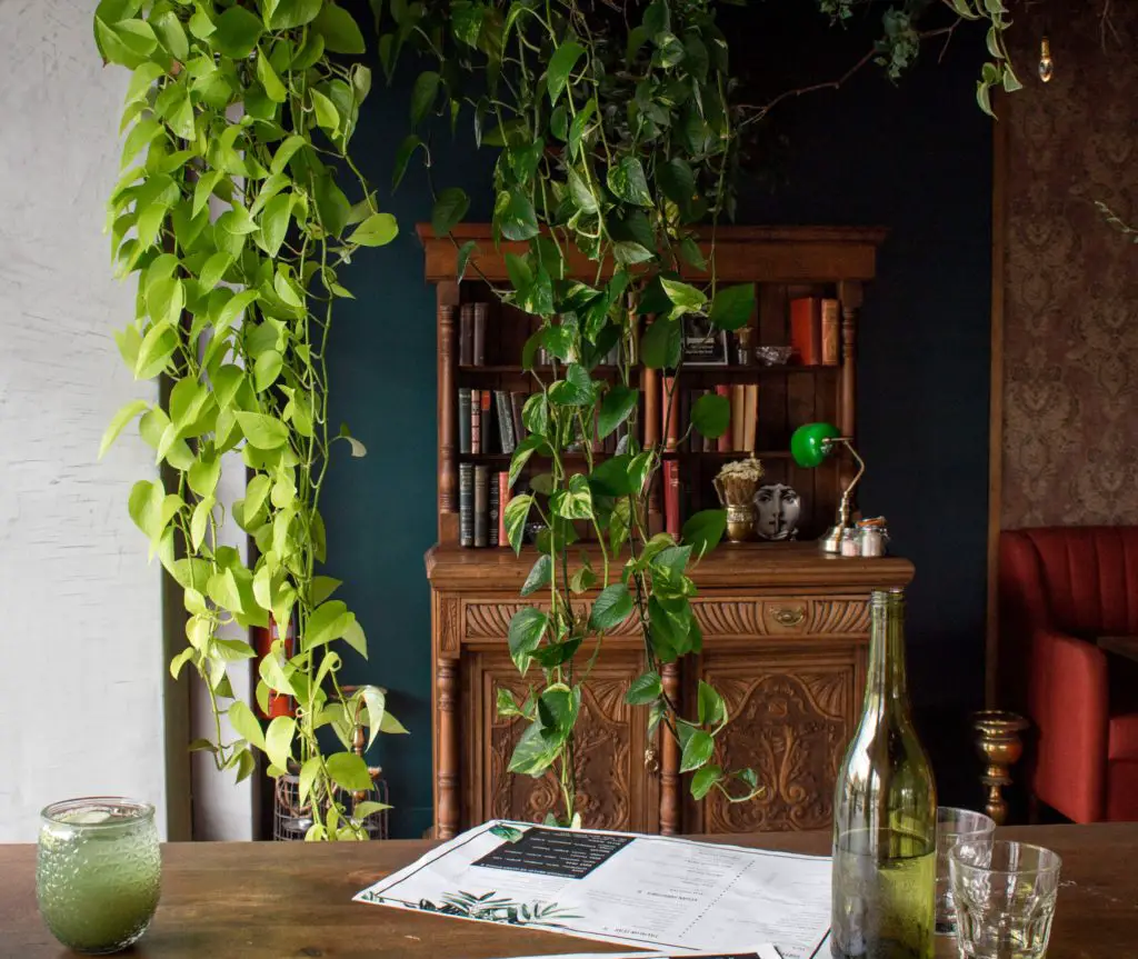 Trailing Pothos Plants off of bookshelf