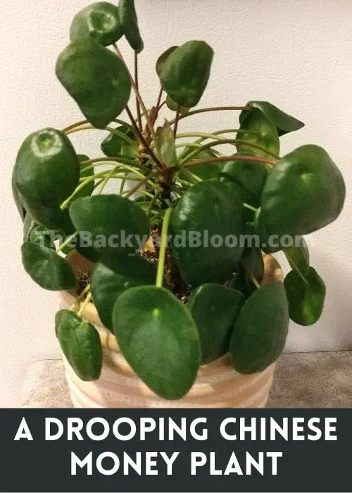 A Drooping Pilea Peperomioides
