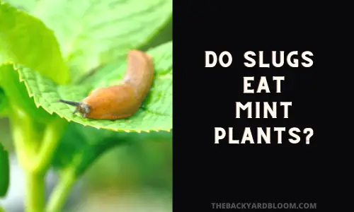 Do Slugs Eat Mint Plants?