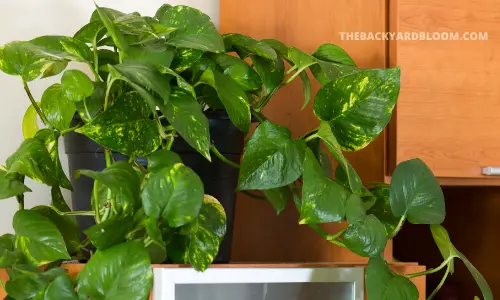 Golden Pothos with vines trailing from the pot.