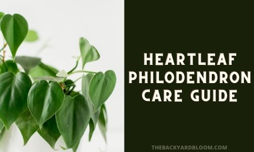 Heartleaf Philodendron Care Guide