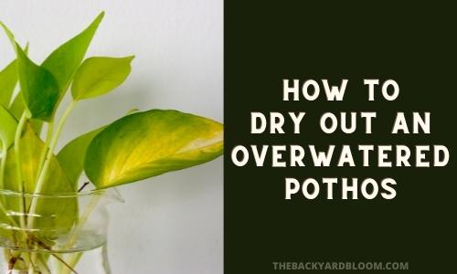 How to Dry Out an Overwatered Pothos