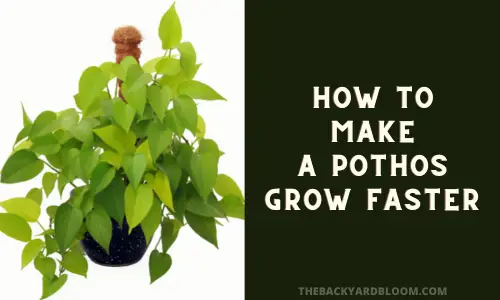 How to Make a Pothos Grow Faster