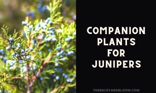 Juniper Companion Plants