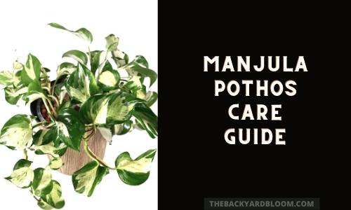 Manjula Pothos Care Guide