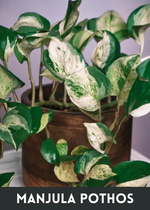 Manjula Pothos in a pot.