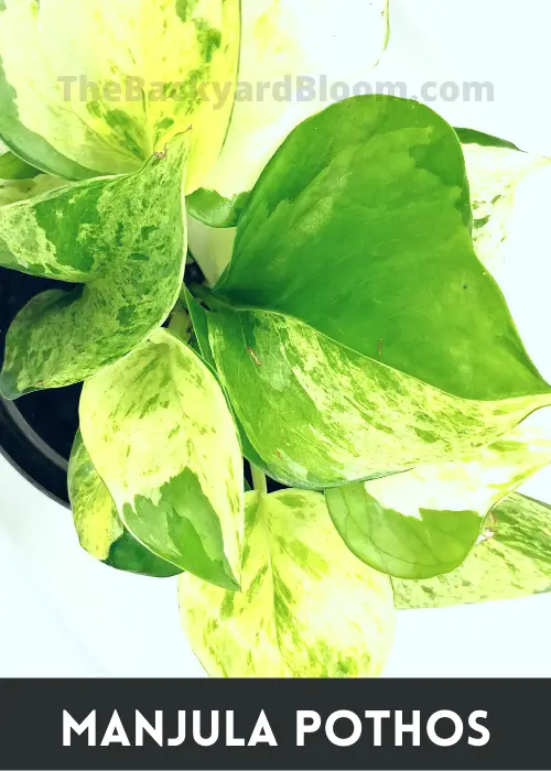 Manjula Pothos from Overhead