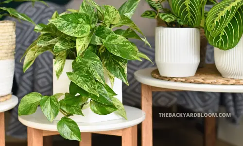 Marble Queen Pothos in a pot on a small table