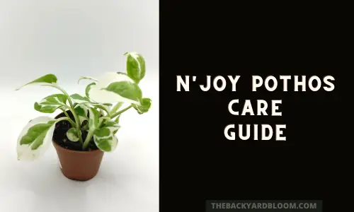 N'Joy Pothos Care Guide