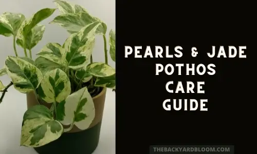 Pearls and Jade Pothos Care Guide