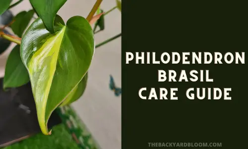 Philodendron Brasil Care Guide