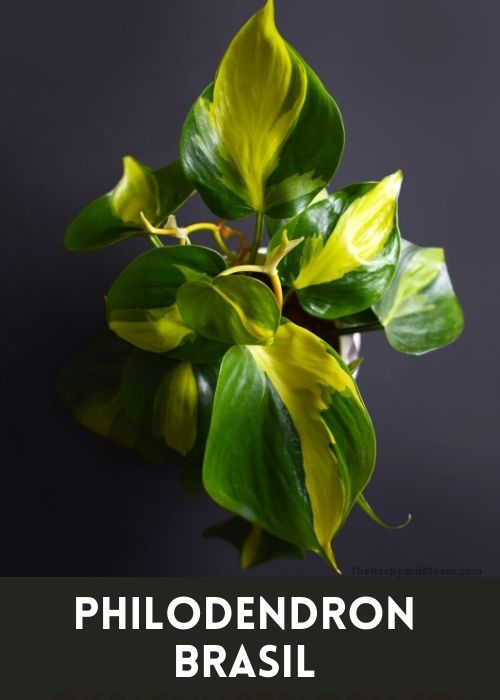 Philodendron Brasil Plant 