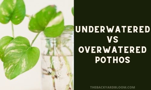 Underwatered vs Overwatered Pothos