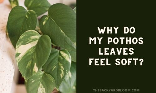 Why Do My Pothos Leaves Feel Soft?