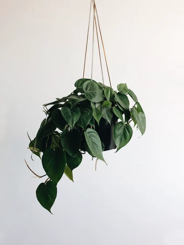 Heartleaf Philodendron In Hanging Basket