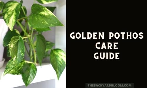 Golden Pothos Care Guide for Indoors