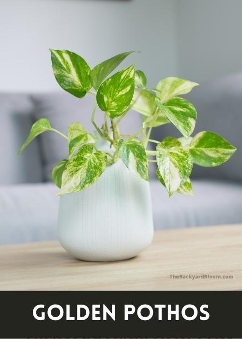 Golden Pothos with very variegated leaves.