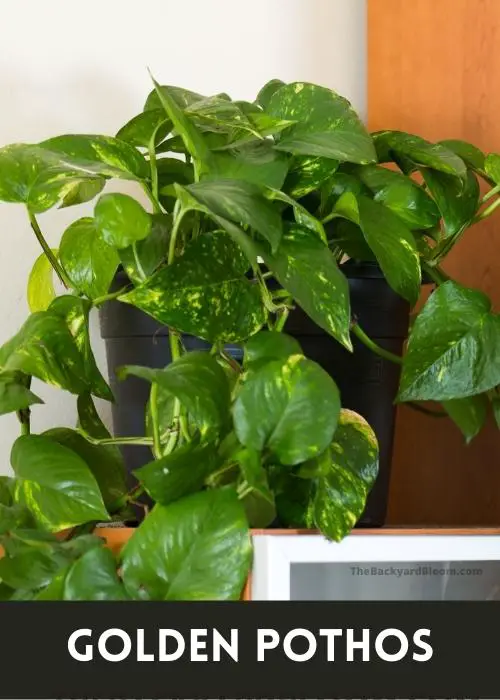 Golden Pothos with less variegation on the leaves