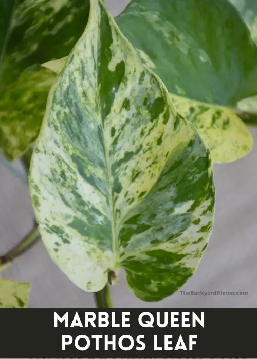 Marble Queen Pothos Leaf Up Close