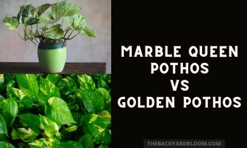Marble Queen Pothos vs Golden Pothos
