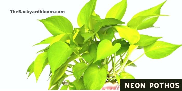 Neon Pothos plant