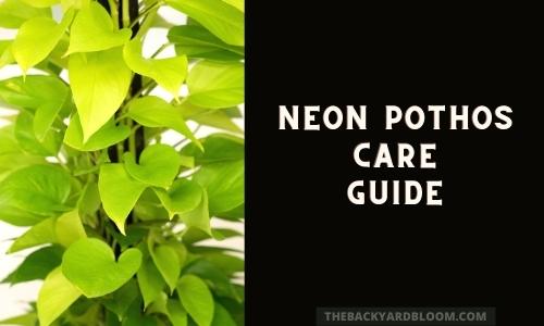 Neon Pothos Care Guide