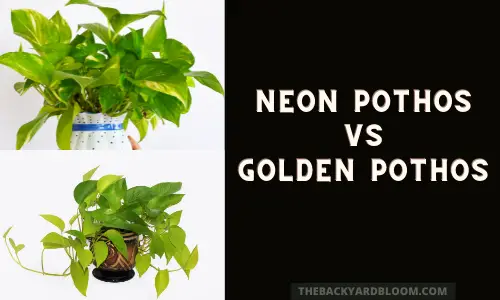 Neon Pothos vs Golden Pothos