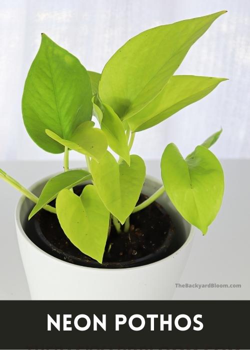 The bright colored leaves of a Neon Pothos Plant 