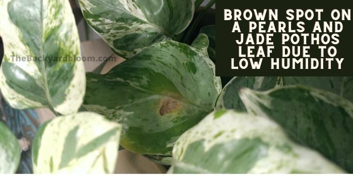Pearls and Jade Leaf Brown Spot Due to Low Humidity