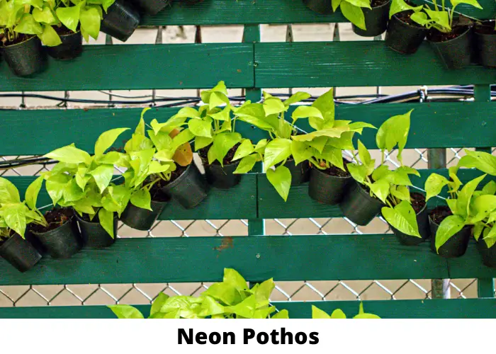 Small Neon Pothos Plants in Pots