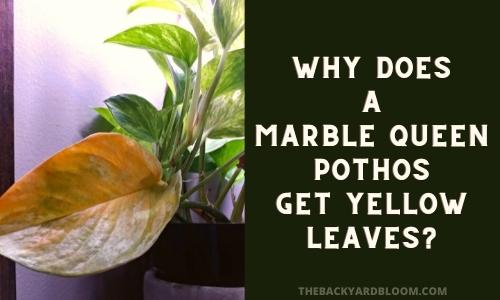 Why Does a Marble Queen Pothos Get Yellow Leaves