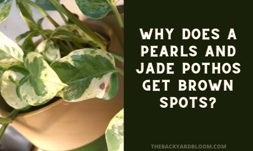 Why does a Pearls and Jade get brown spots