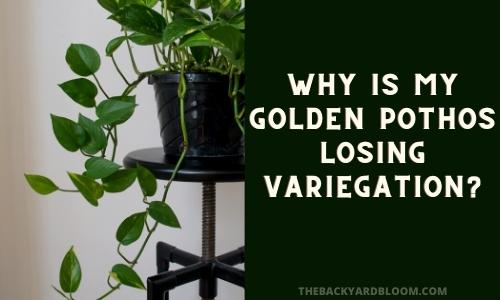 Why is my Golden Pothos Losing Variegation?