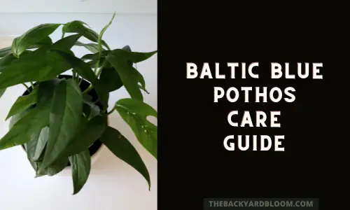Baltic Blue Pothos Care Guide