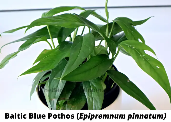 Baltic Blue Pothos (Epipremnum pinnatum)