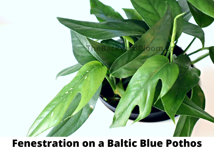 Baltic Blue Pothos Fenestration