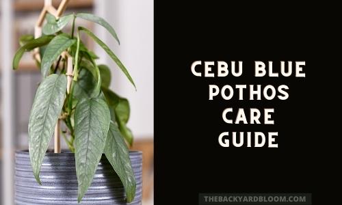 Cebu Blue Pothos Care Guide