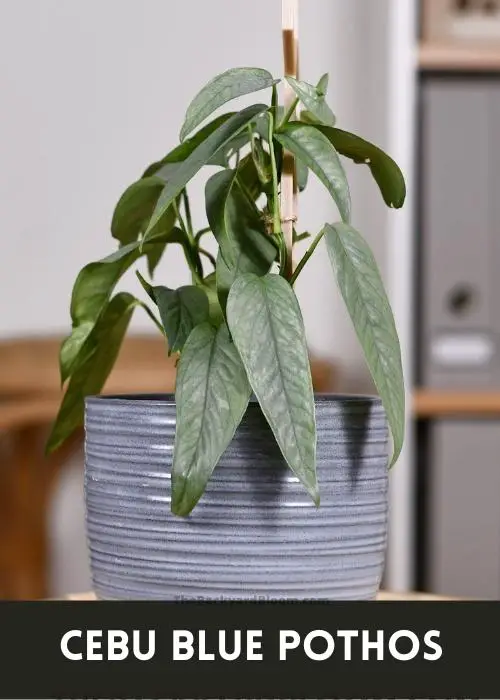 Cebu Blue Pothos Plant in a Pot with a Pole to Climb