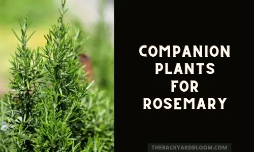Good Companion Plants for Rosemary and What not to Plant with Rosemary