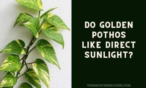 Do Golden Pothos Like Direct Sunlight