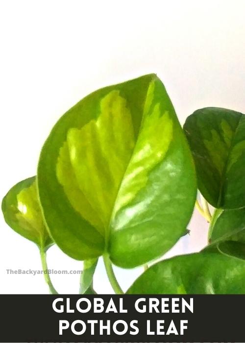 Epipremnum aureum 'Global Green' Leaf up close