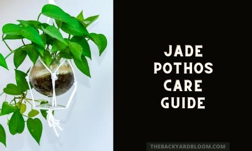 Jade Pothos Care Guide