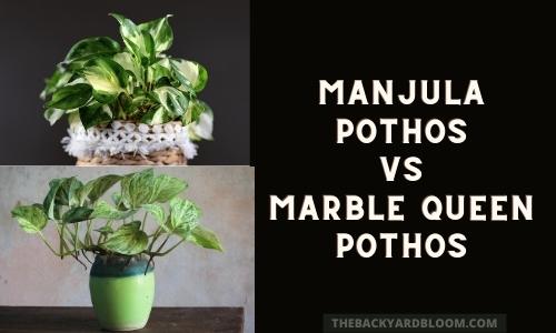 Manjula Pothos vs Marble Queen Pothos